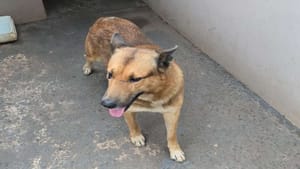 Prefeito de Santa Rosa de Viterbo visita ponto de apoio do Serviço de Recolhimento de Animais