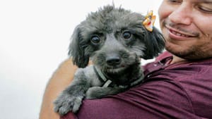 Prefeitura realiza novo mutirão de inscrição para castração de cães e gatos neste domingo