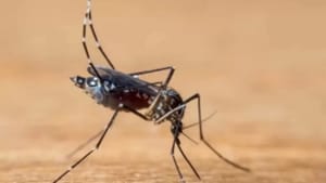 Ribeirão Preto registra queda de quase 50% nos casos de dengue em 2025