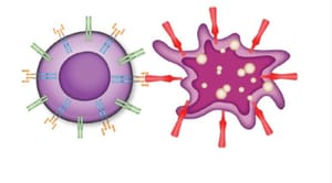USP Ribeirão e Instituto Curie da França iniciam estudo clínico com imunoterapia inovadora para linfoma raro
