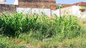 Vigilância notifica mais de 1,5 mil donos de terrenos para limpeza