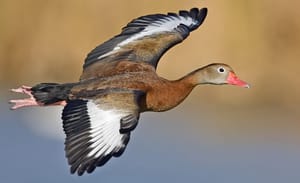 Jaboticabal confirma caso de gripe aviária em marreco e intensifica monitoramento na cidade