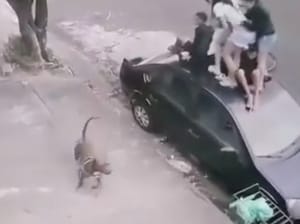 Adolescente é ferida durante ataque de pit bull em Jaboticabal; grupo se protegeu subindo em carro