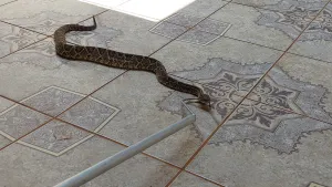 Cobra Cascavel é Resgatada em Residência no Bairro Eldorado, em Pontal