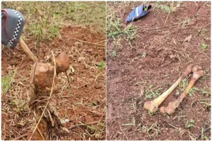 Ossada com acessórios da PM é encontrada em terreno na zona norte de Ribeirão Preto