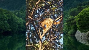 Bugio é avistado se alimentando nas árvores do Centro de Educação Ambiental de Jaboticabal