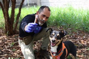 Savana, a cadela resgatada, se destaca como perita em crimes em São José dos Campos