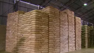 Produtores rurais buscam ressarcimento após desaparecimento de 20 mil sacas de café em Altinópolis