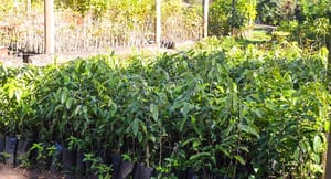 Jardim Zoobotânico de Franca doa mais de 3 mil mudas no primeiro semestre de 2025