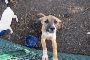 Praça 21 de Abril em Sertãozinho recebe feira de adoção de animais neste sábado, 26