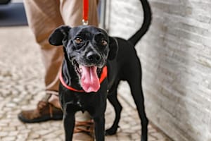 Prefeitura de Ribeirão Preto abre inscrições para 1.200 castrações gratuitas de cães e gatos neste fim de semana