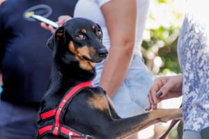 Prefeitura de Ribeirão Preto amplia inscrições para programa de castração de pets