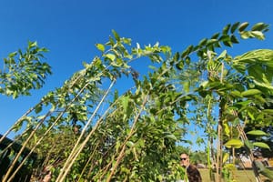 Prefeitura de Ribeirão Preto distribui mudas gratuitas no evento Viva a Nove neste domingo