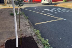 Ribeirão Preto intensifica plantio de árvores para revitalizar área central