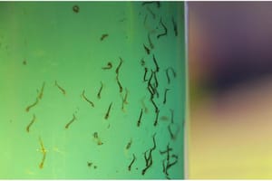 Ribeirão Preto registra queda de quase 50% nos casos de dengue em 2025 após maior surto da história em 2024