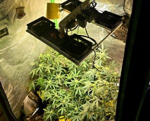 Polícia Militar apreende cultivo indoor de maconha em condomínio de Sertãozinho