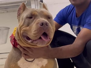 Dois ataques de pit bulls em Ribeirão Preto geram alerta sobre controle e legislação local