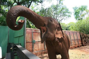 Bosque Fábio Barreto e sua importância cultural em Ribeirão Preto