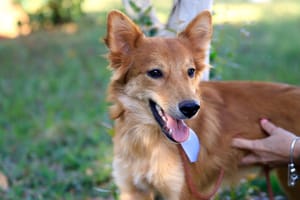 Câmara de Ribeirão Preto recebe duas propostas para dar desconto no IPTU a quem adotar animais