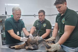CETRAS de Ribeirão Preto recebeu dois filhotes de urubu resgatados em incêndio em São Simão