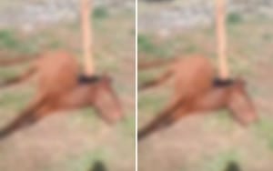 Cavalo é encontrado morto com corda presa a trave de campo no Jardim Maria Goretti