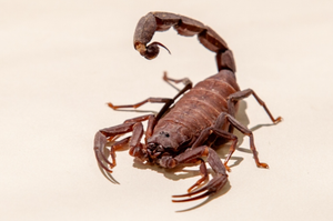 Ribeirão Preto registra quase mil casos de picadas por escorpião em 2025, sem mortes até agora