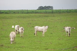 Mapa apreende lotes da vacina Excell 10 após morte de quase 200 animais; investigação segue em andamento