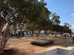 Prefeitura de Jaboticabal inicia substituição de árvores na Praça Nove de Julho com parecer técnico e plano de replantio
