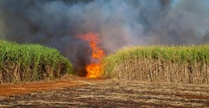 Produtores de cana da região ainda contabilizam perdas um ano após as grandes queimadas