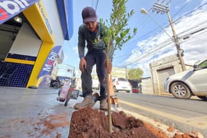 Ribeirão Preto planeja 200 mudas no Centro enquanto já soma 16 mil plantios neste ano