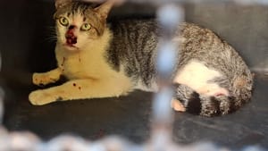 Sertãozinho reforça vigilância contra esporotricose após inclusão na lista de notificação