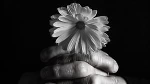 Prefeitura de Sertãozinho regulamenta auxílio-funeral com rodízio de funerárias até setembro de 2026