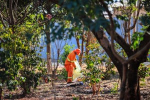 Ribeirão Preto promove mutirão e troca de recicláveis por mudas na Vila Albertina