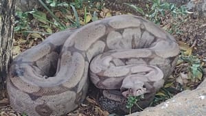 Jiboia é retirada de entulho em calçada de Sales Oliveira