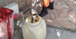 Gambás no forro: escola infantil do Jardim Irajá enfrenta superlotação e queixas de pais