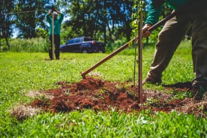 Ribeirão Preto lança Semana da Árvore com 30 atividades entre 20 e 27 de setembro