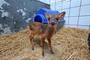 CETRAS do Bosque recebe seis filhotes em setembro e recupera animais para soltura