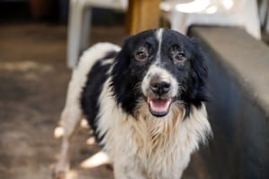 Prefeitura abre 700 vagas para castração gratuita de cães neste sábado em Ribeirão Preto
