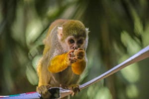 Bosque de Ribeirão Preto passa a usar software próprio que integra nutrição, biologia e veterinária