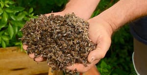 Justiça responsabiliza usina de Pontal por morte de abelhas e impõe restrições à pulverização