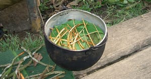 Faculdade de Medicina da USP em Ribeirão Preto seleciona voluntárias para dois estudos com ayahuasca e cetamina