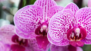 Festival de Orquídeas e Suculentas começa nesta sexta em Ribeirão Preto com entrada gratuita