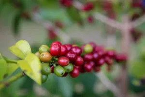 Governo de SP amplia compras de café de cooperativas de Ribeirão Preto para proteger produtores diante de tarifação externa