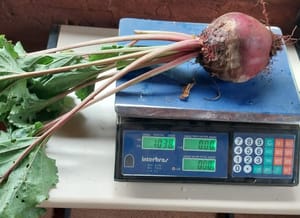 Colheita de beterraba de mais de 1 kg comprova sucesso de sistema agroflorestal em Nhumirim