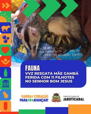 Mãe de saruê com 11 filhotes é resgatada ferida em chácara de Jaboticabal