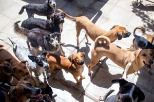 Concessionária recolheu 67 cães em rodovias até setembro; animais aguardam adoção em abrigo