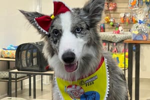 Prefeitura promove 2ª Cãominhada em Ribeirão Preto neste fim de semana com kits mediante doação de ração