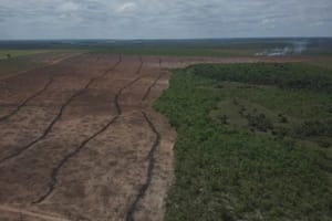 MapBiomas aponta perda de 2,4 milhões de hectares na Mata Atlântica em 40 anos; desmatamento atinge florestas maduras