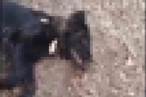 Idoso é preso em Franca após agredir cadela de rua em Aramina