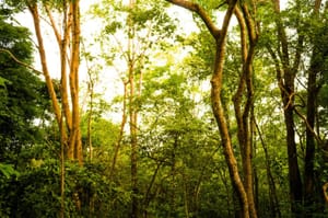 Prefeitura convoca audiência sobre transformação do Horto Municipal em Área de Proteção Ambiental